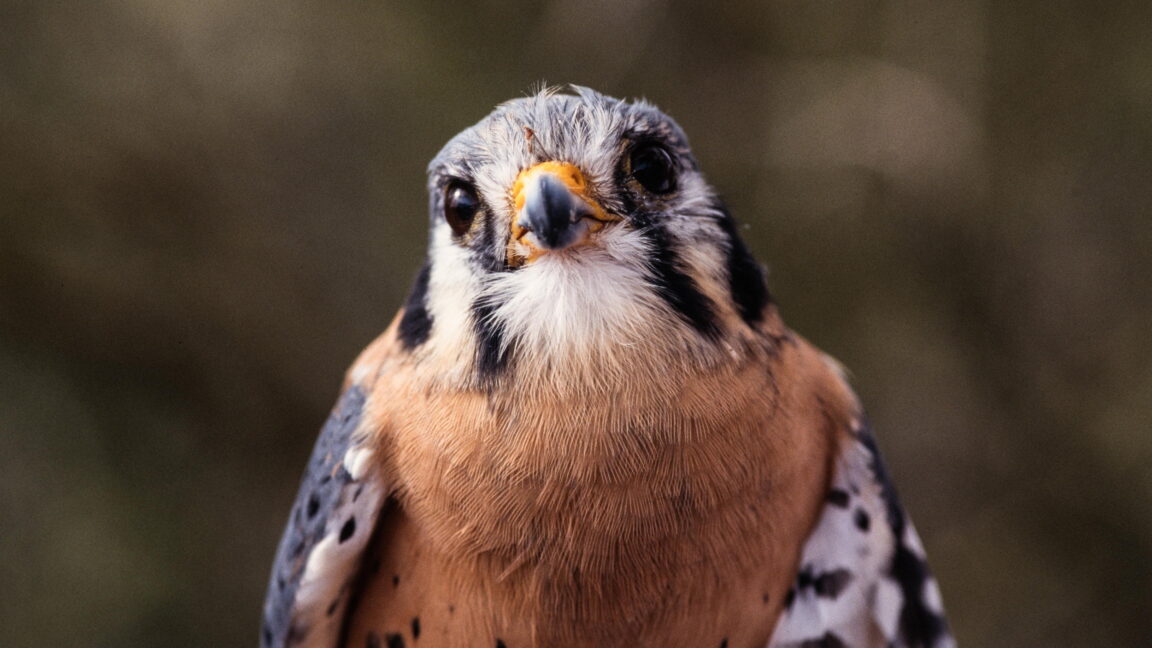 Tiny falcons are helping keep the food supply safe on cherry farms Tiny falcons are helping keep the food supply safe on cherry farms
