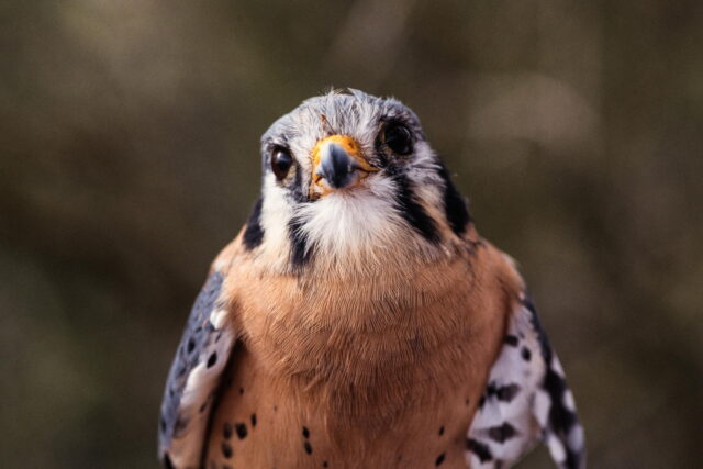 Tiny falcons are helping keep the food supply safe on cherry farms