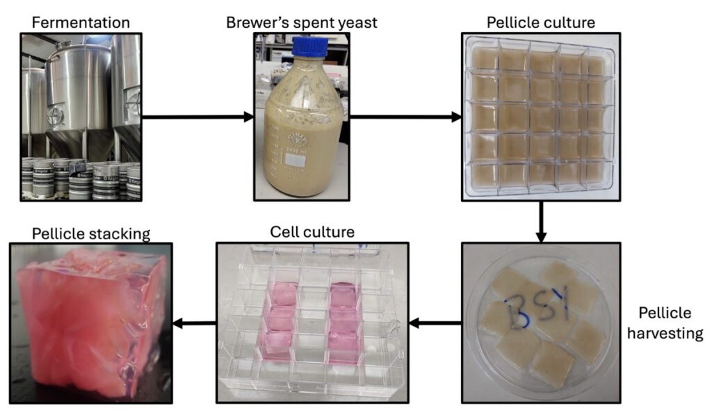 Flowchart showing the production process proposed in the current study. BSY is taken from the fermentation tank and used to culture K. xylinus bacteria to produce cellulose pellicles. Pellicles are then harvested, seeded with cells, then stacked and encased in gel to create a cube.