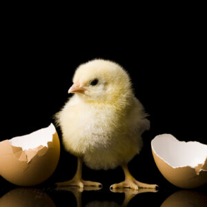 From chickens to humans, animals think “bouba” sounds round