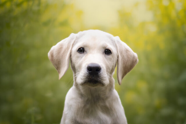 Ring cancels Flock deal after dystopian Super Bowl ad prompts mass outrage