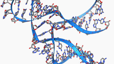 Image of a blue ribbon that traces a complex shape. Hanging off the ribbon are the chemical bases found in nucleic acids.