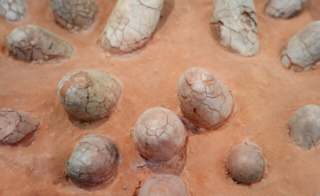 Dinosaur eggshells can reveal the age of other fossils