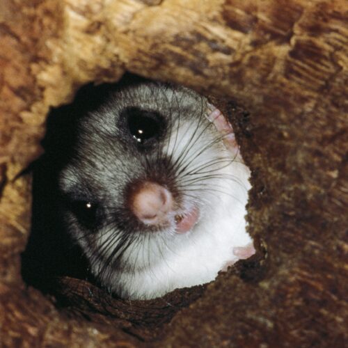 The strange animals that control their body heat