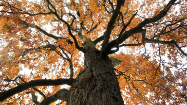 Image of a tree with gnarled bark on its trunk and yellow-orange fall foliage on its branches.