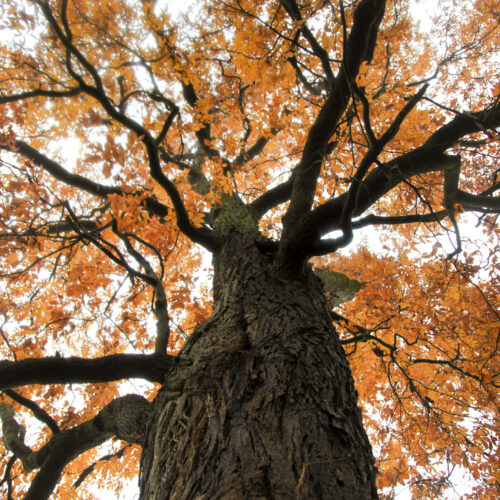 Bringing the "functionally extinct" American chestnut back from the dead