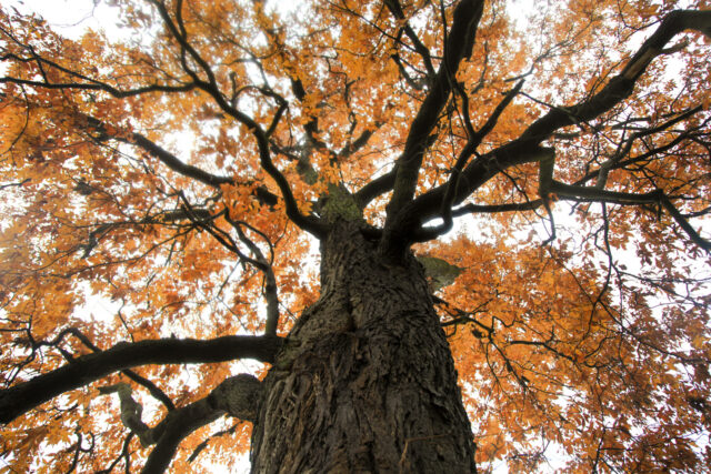 Bringing the “functionally extinct” American chestnut back from the dead