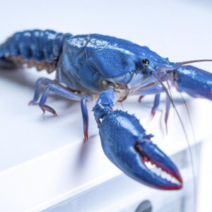 A blue crayfish on a countertop