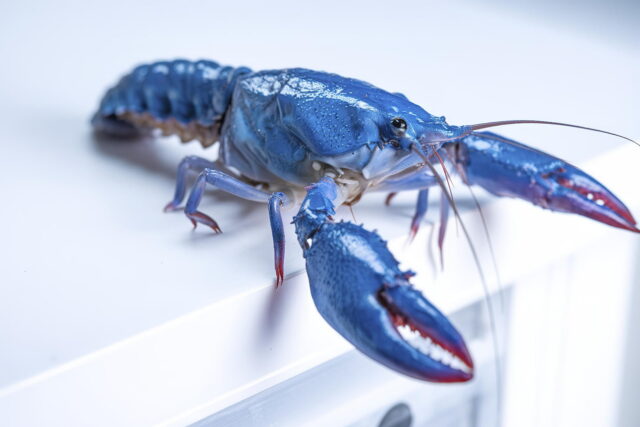 OpenClaw security fears lead Meta, other AI firms to restrict its use