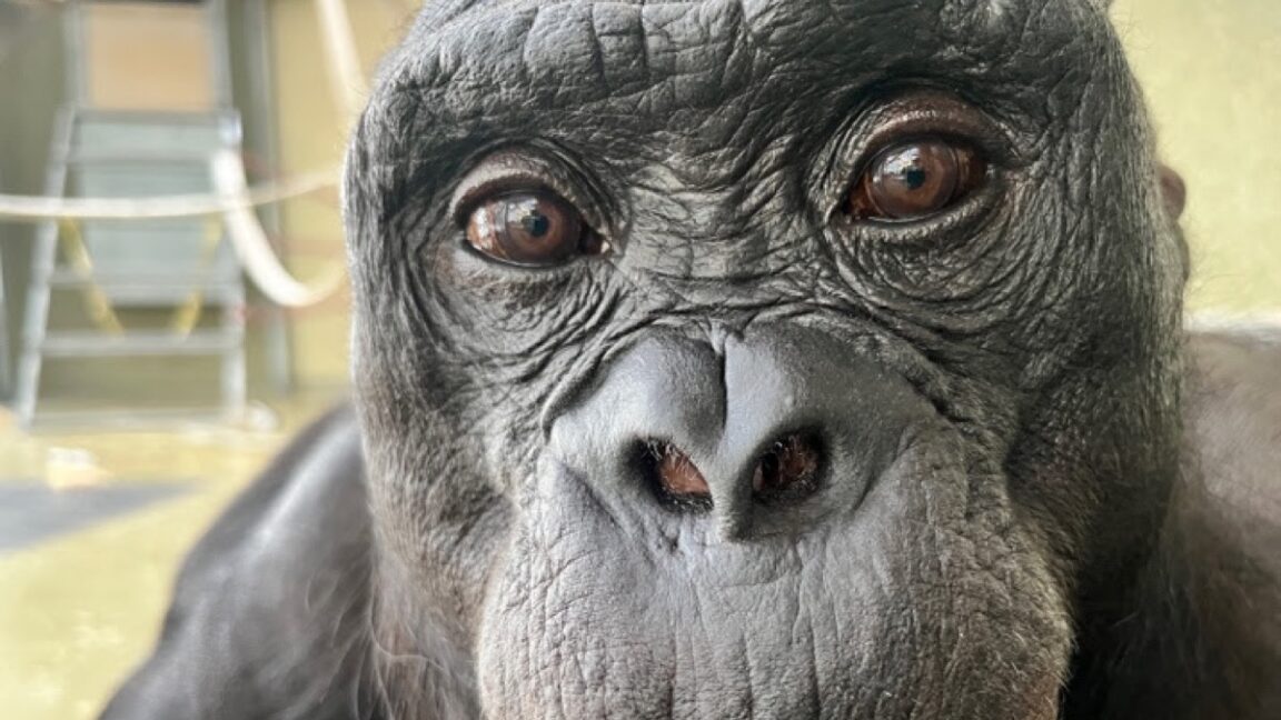 Watch Kanzi the bonobo pretend to have a tea party