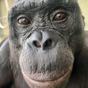 Watch Kanzi the bonobo pretend to have a tea party