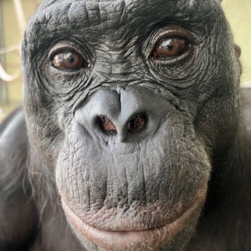 Watch Kanzi the bonobo pretend to have a tea party