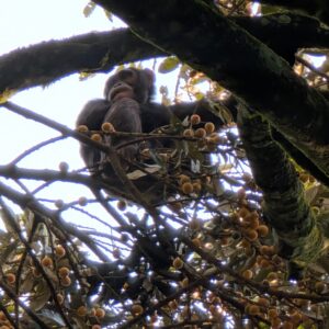 A western chimpanzee sitting in a tree laden with fruit at Ngogo in Uganda.