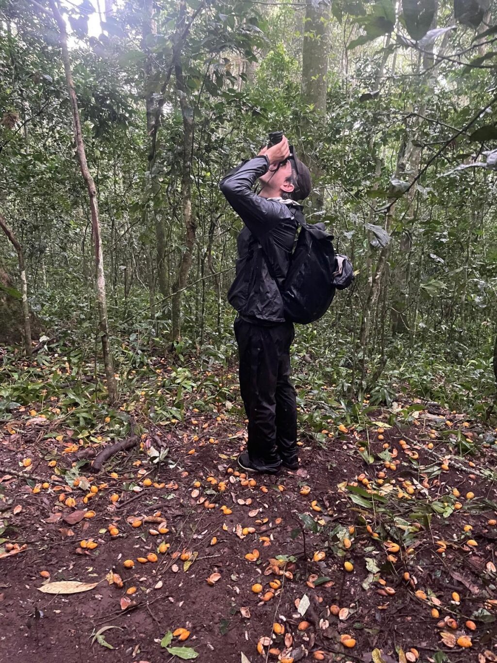 UC Berkeley gradudate student Aleksey Maro scanning the trees for foraging chimpanzees while standing among fallen fruit at Ngogo in Kibale National Park, Uganda
