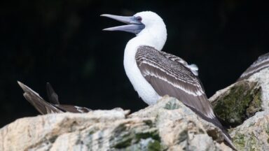 the Peruvian booby (Sula variegata)