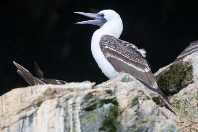 Did seabird poop fuel rise of Chincha in Peru?