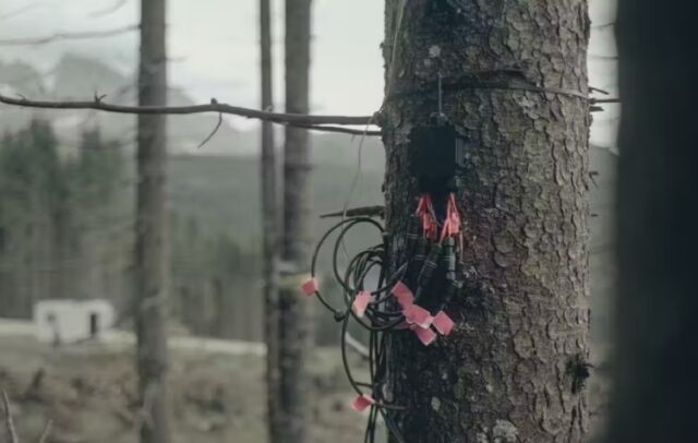New critique debunks claim that trees can sense a solar eclipse