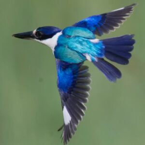 Forest kingfisher with bright blue plumage mid-flight in Queensland