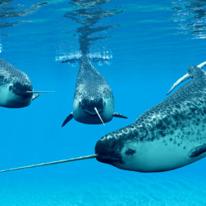 Narwhals