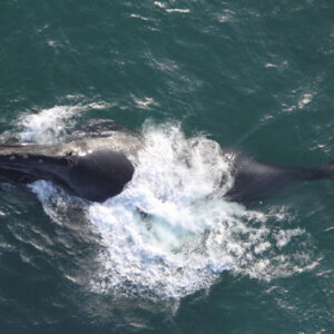 Scientists hunting mammoth fossils found whales 400 km inland