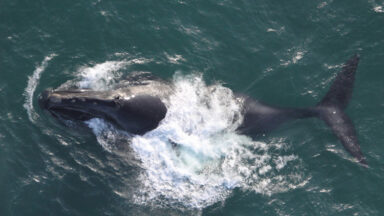 a photo of a right whale at the surface of the ocean, from above