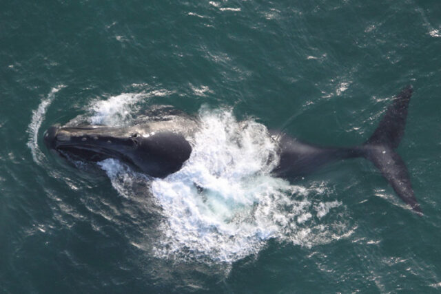 a photo of a right whale at the surface of the ocean, from above