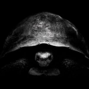 Why is Bezos trolling Musk on X with turtle pics? Because he has a new Moon plan.