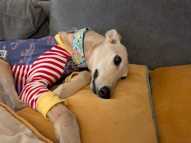 Pixel 10a primary camera lazy dog