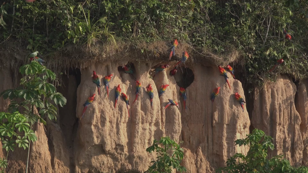 photo of roughly a dozen red and blue macaws on a cliffside