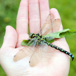 Image of a green and blue dragonfly sitting on the hand of a person.
