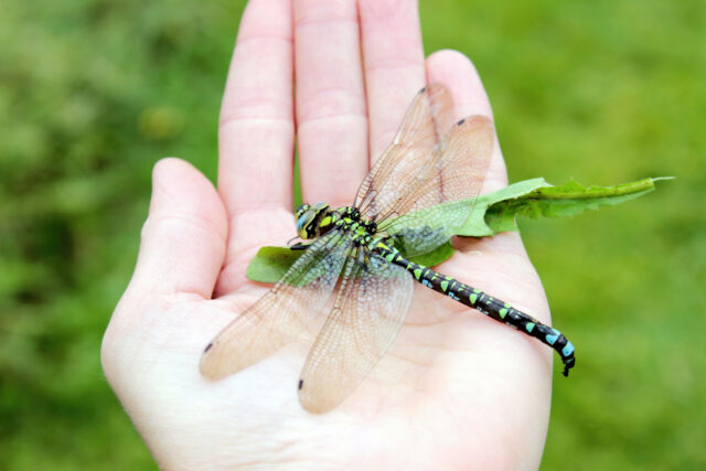 Explanation for why we don’t see two-foot-long dragonflies anymore fails