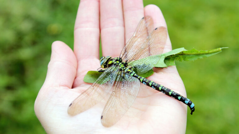 Listing image for first story in Most Read: Explanation for why we don't see two-foot-long dragonflies anymore fails