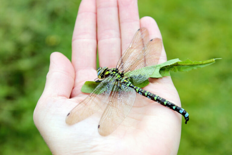 Close-up of a modern dragonfly structure