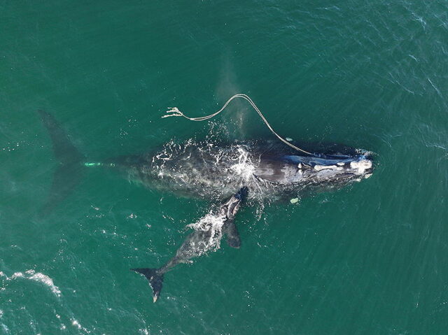 overhead photo of dolphin entangled in fishing gear