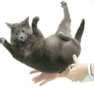 A representative frame sequence illustrating sequential rotation of the anterior and posterior trunk without counterrotation during air-righting.