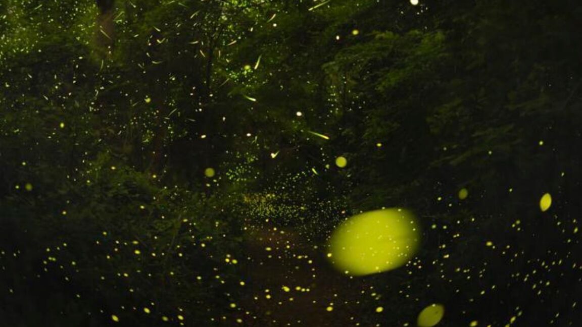 The Science Behind How Fireflies Synchronize Their Flashes