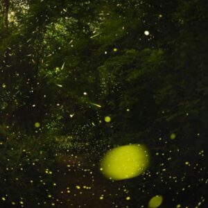 Long-exposure photo of a firefly swarm in Congaree.