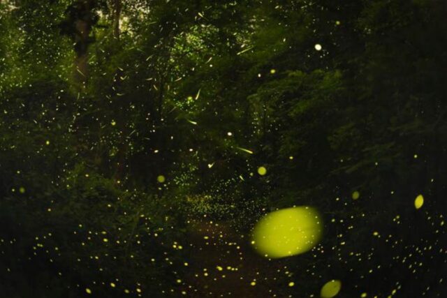 The science of how fireflies stay in sync