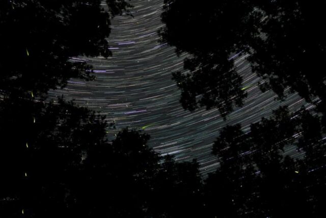 Fireflies twinkle against a backdrop of stars in Congaree National Park.