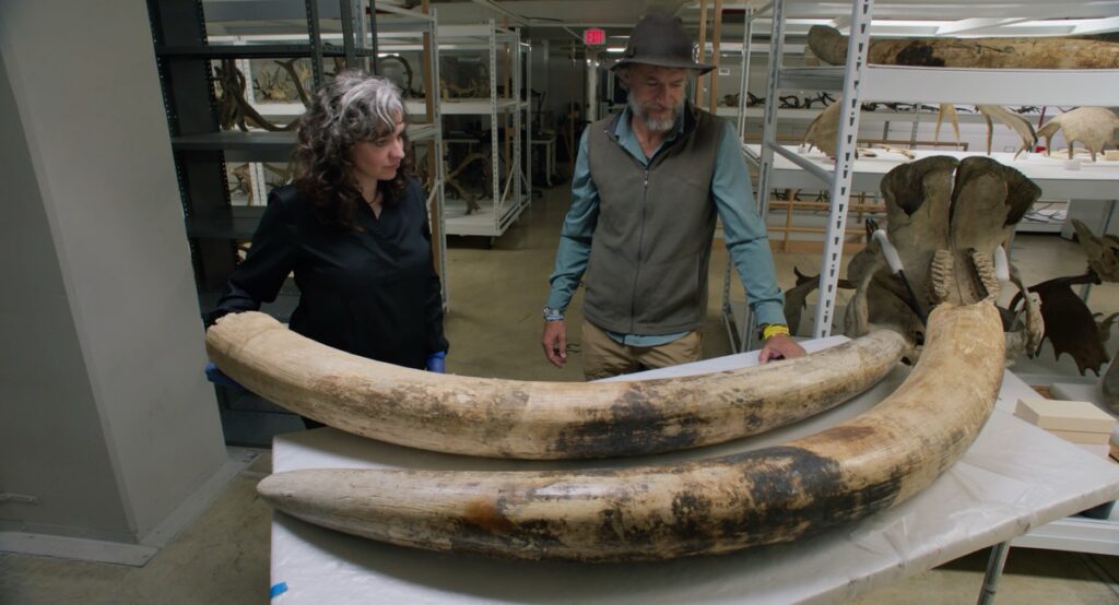 Dr. Melissa Hawkins and Dr. Steve Boyes inspect the actual tusks of Henry the elephant kept in storage at the Smithsonian