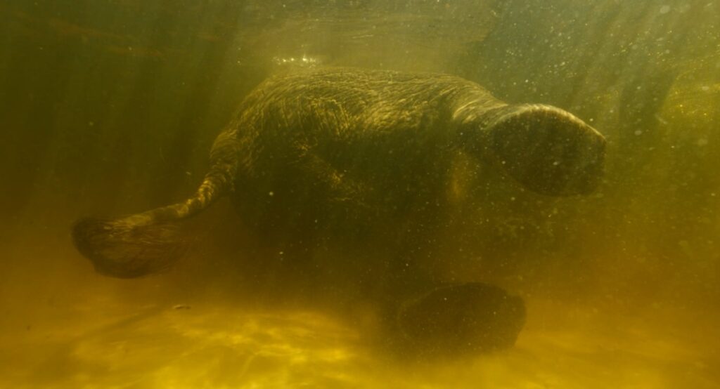 Underwater footage of a swimming elephant on its side