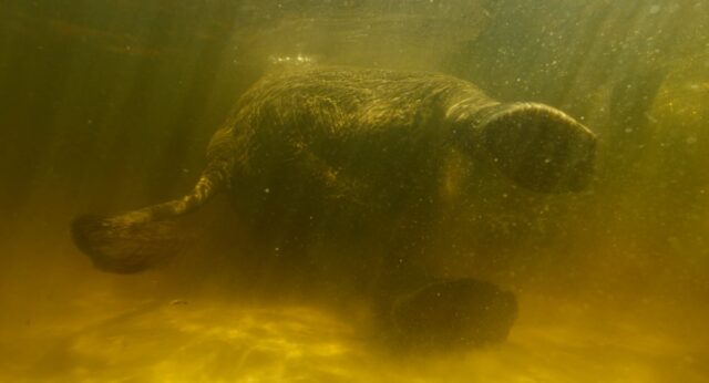 Underwater footage of a swimming elephant on its side