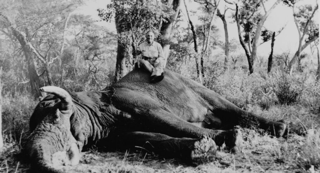 Josef J. Fenykovi poses atop the elephant he killed in Angola on November 13, 1955. The elephant was later donated to the Smithsonian and known as 
