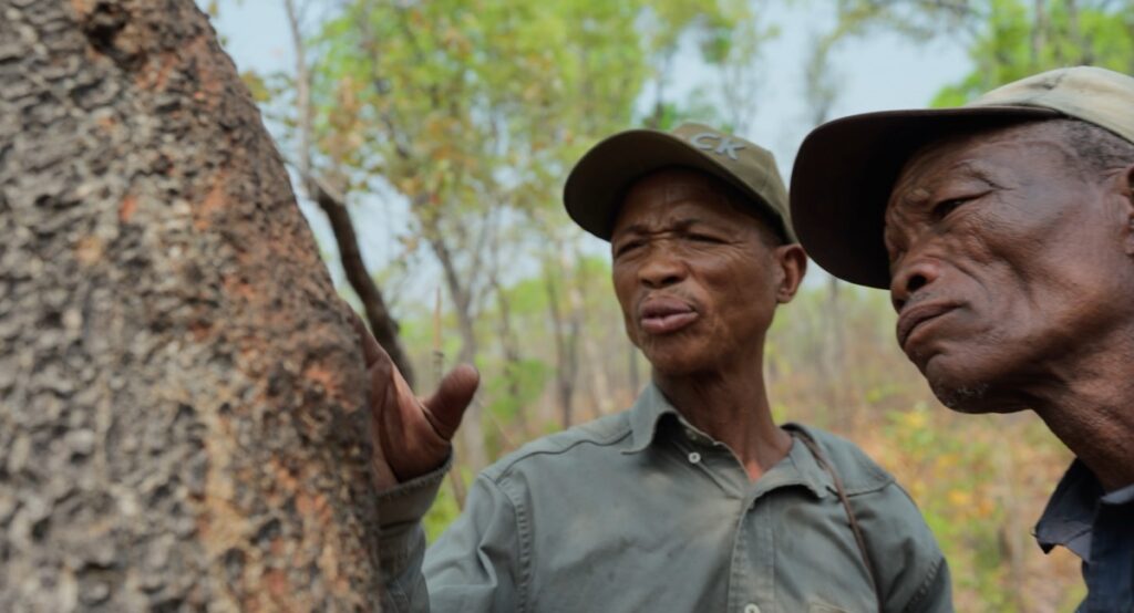 Xui Dawid and Xui discover an elephant hair left in the bark of a tree