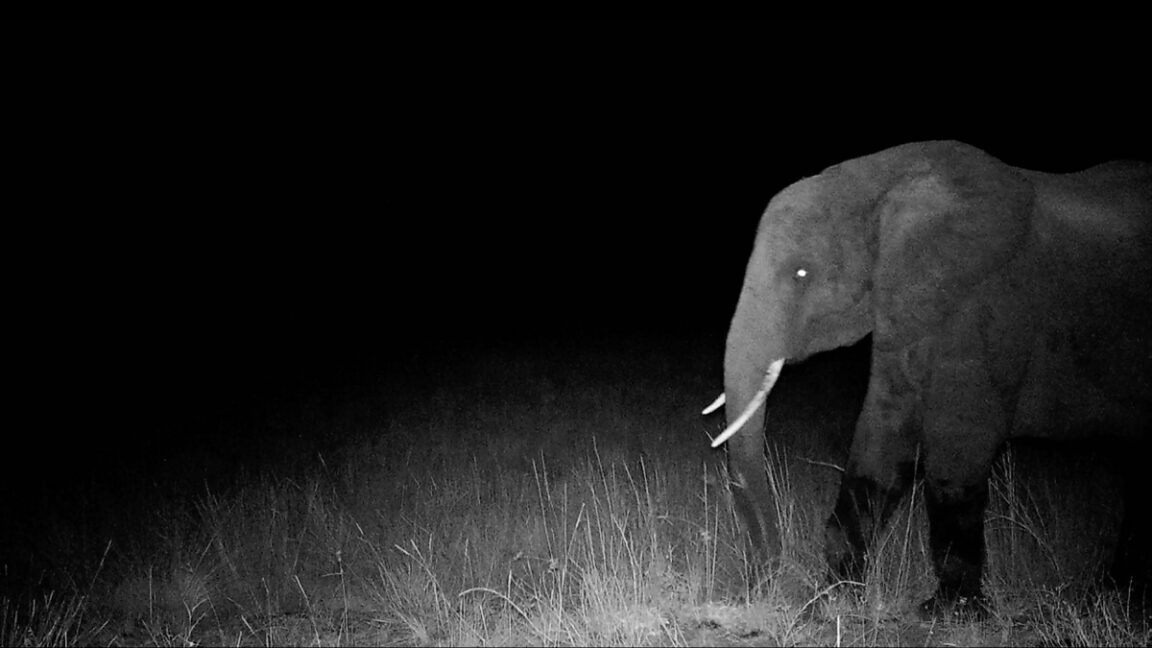 Hunting for elusive "ghost elephants"