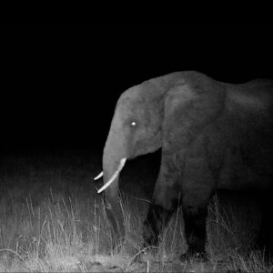 The first photo of a "ghost elephant" captured by a motion-controlled camera. The eyes glow in this night shot.