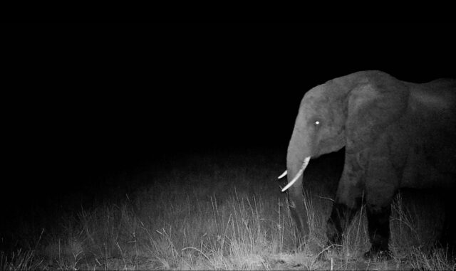 Hunting for elusive “ghost elephants”