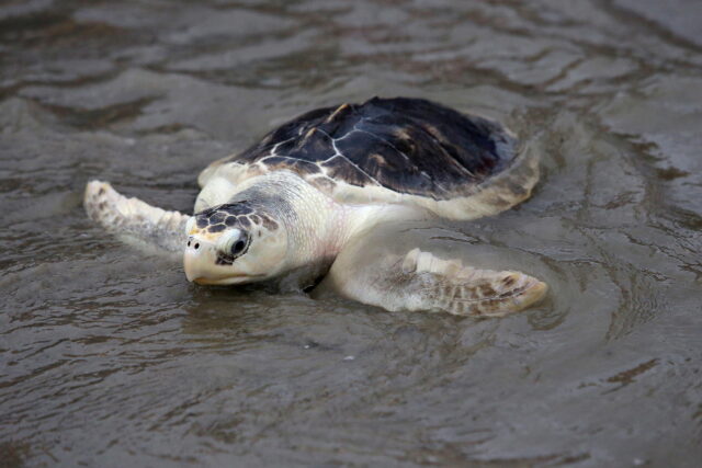 Picture of baby sea turtle