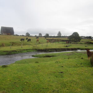 photo of a creek running through a green landscape with cattle