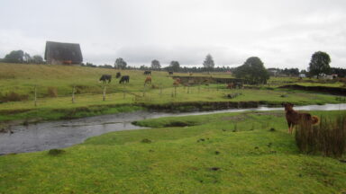photo of a creek running through a green landscape with cattle